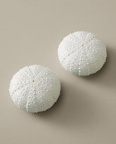 Sea Urchin Salt & Pepper Set - White